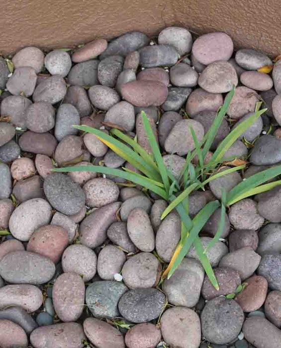 Red Mexican Beach Pebbles 1/2" - 1"