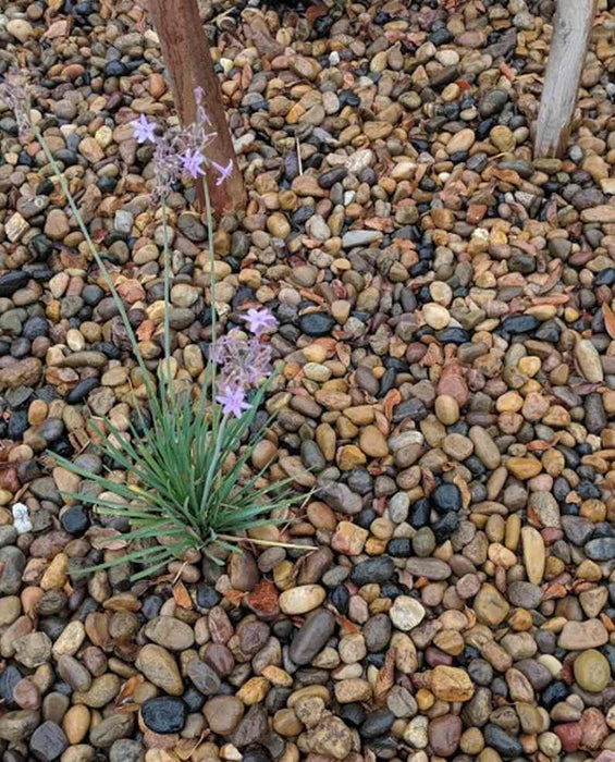 Sonoran Shiner River Pebbles 1/2" - 1"