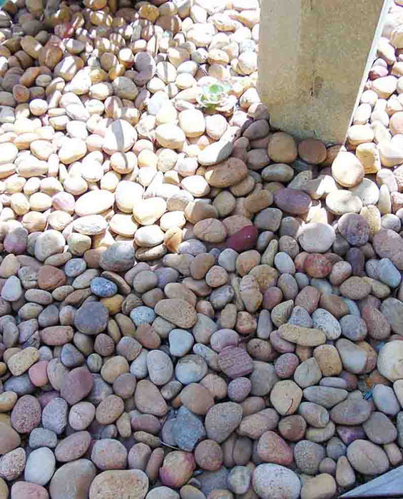 Baja Sunburst Beach Cobble 1" - 2"
