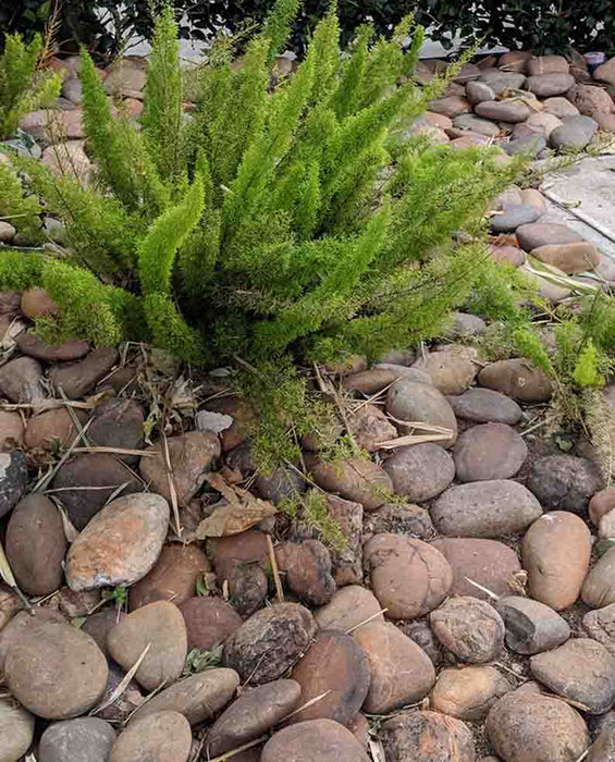 Baja Sunburst Beach Cobble 3" - 5"