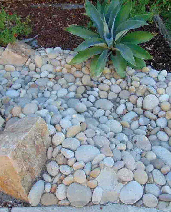Buff Mexican Beach Pebbles 5" - 8"