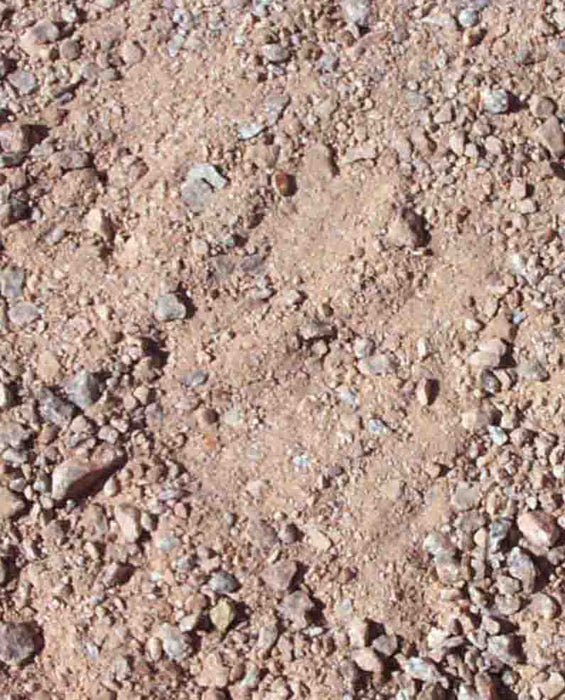 Palomino Coral D. G.